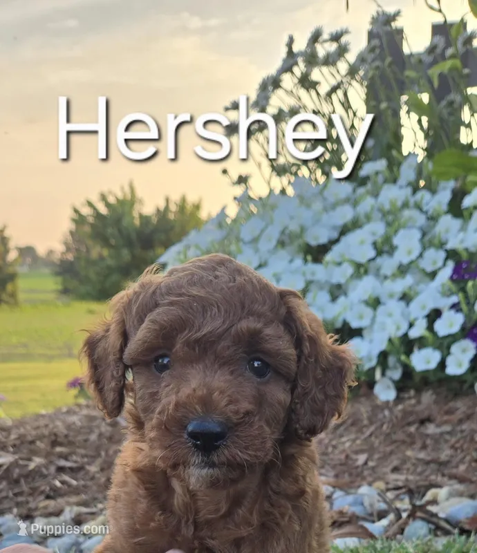 AKC Hershey, a male Poodle - Toy  for sale in Elnora, IN – Photo 1 of 8