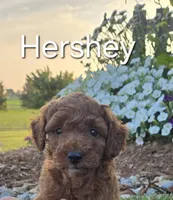 AKC Hershey, a male Poodle - Toy  for sale in Elnora, IN – Photo 1 of 8