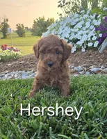 AKC Hershey, a male Poodle - Toy  for sale in Elnora, IN – Photo 3 of 8