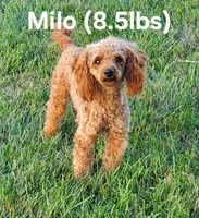 AKC Hershey, a male Poodle - Toy  for sale in Elnora, IN – Photo 7 of 8