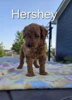 AKC Hershey, a male Poodle - Toy  for sale in Elnora, IN – Photo 4 of 8