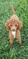 AKC Hershey, a male Poodle - Toy  for sale in Elnora, IN – Photo 6 of 8