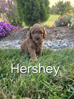AKC Hershey, a male Poodle - Toy  for sale in Elnora, IN – Photo 2 of 8