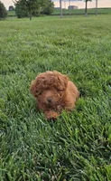 AKC Lily, a female Poodle - Toy  for sale in Elnora, IN – 3 of 4