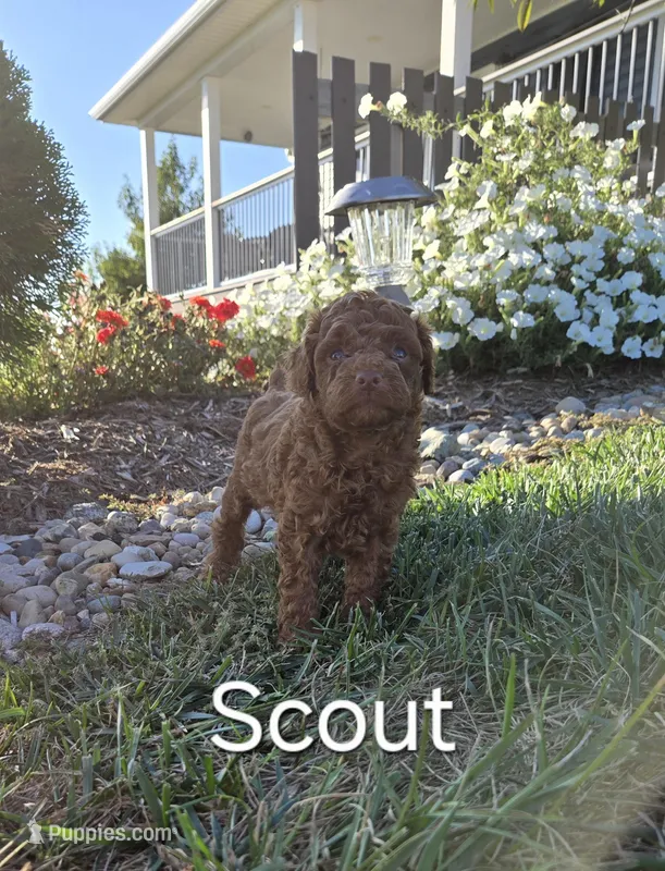 AKC Scout, a male Poodle - Toy  for sale in Elnora, IN – Photo 1 of 4