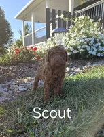 AKC Scout, a male Poodle - Toy  for sale in Elnora, IN – Photo 1 of 4