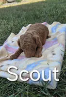 AKC Scout, a male Poodle - Toy  for sale in Elnora, IN – Photo 2 of 4