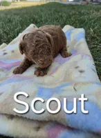 AKC Scout, a male Poodle - Toy  for sale in Elnora, IN – Photo 4 of 4