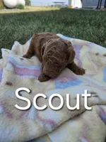 AKC Scout, a male Poodle - Toy  for sale in Elnora, IN – Photo 3 of 4
