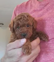 AKC Pearl pending, a female Poodle - Toy  for sale in Elnora, IN – Photo 3 of 5