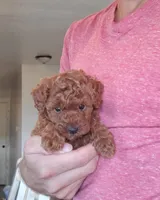 AKC Pearl pending, a female Poodle - Toy  for sale in Elnora, IN – Photo 5 of 5