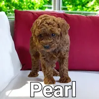 AKC Pearl pending, a female Poodle - Toy  for sale in Elnora, IN – Photo 2 of 5