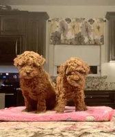 AKC Pearl pending, a female Poodle - Toy  for sale in Elnora, IN – Photo 4 of 5