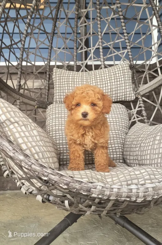 AKC Fin – Poodle - Toy  puppy for sale in Elnora, IN