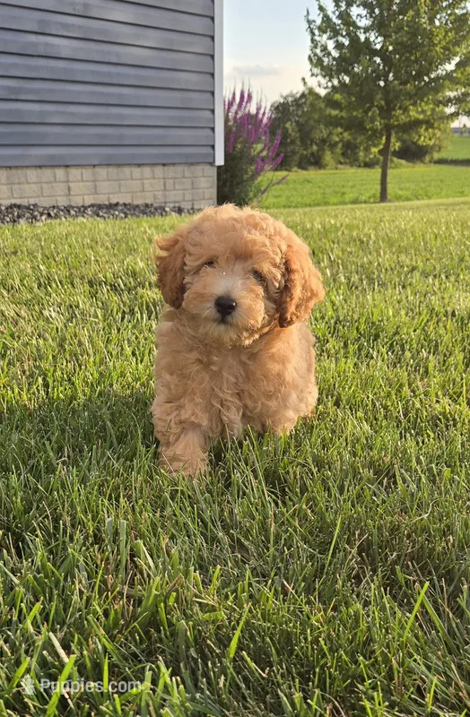 AKC Bear – Poodle - Toy  puppy for sale in Elnora, IN