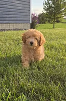 AKC Bear, a male Poodle - Toy  for sale in Elnora, IN – 1 of 5