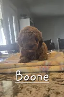 AKC Boone, a male Poodle - Toy  for sale in Elnora, IN – 2 of 2