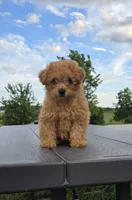 AKC Nikki, a female Poodle - Toy  for sale in Elnora, IN – 2 of 4