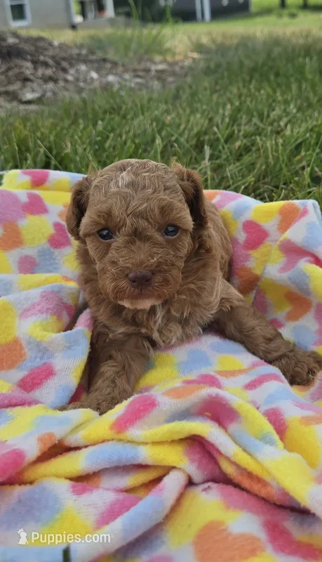AKC Rosie – Poodle - Toy  puppy for sale in Elnora, IN