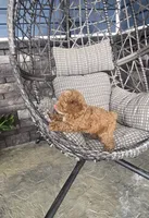 AKC Roscoe, a male Poodle - Toy  for sale in Elnora, IN – 2 of 6