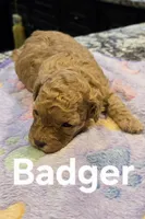AKC Badger, a male Poodle - Toy  for sale in Elnora, IN – Photo 2 of 5