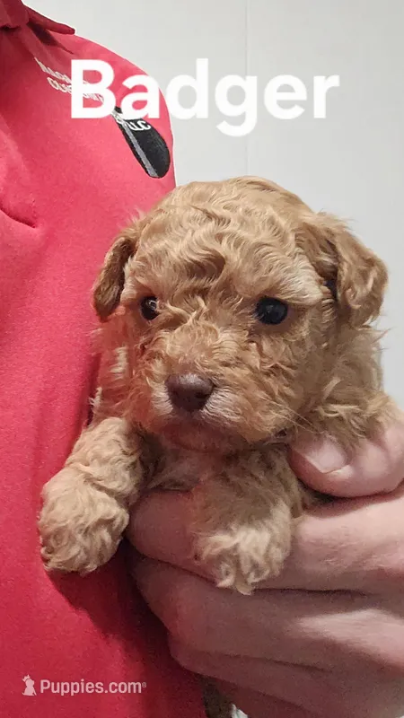AKC Badger, a male Poodle - Toy  for sale in Elnora, IN – Photo 1 of 5