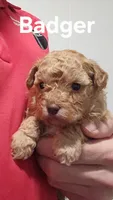 AKC Badger, a male Poodle - Toy  for sale in Elnora, IN – Photo 1 of 5
