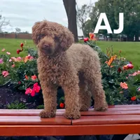 AKC Badger, a male Poodle - Toy  for sale in Elnora, IN – Photo 4 of 5