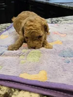 AKC Badger, a male Poodle - Toy  for sale in Elnora, IN – Photo 3 of 5