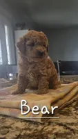 AKC Bear, a male Poodle - Toy  for sale in Elnora, IN – 2 of 2
