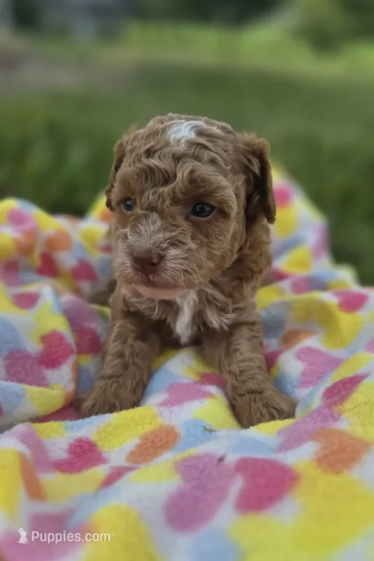 AKC Roscoe – Poodle - Toy  puppy for sale in Elnora, IN