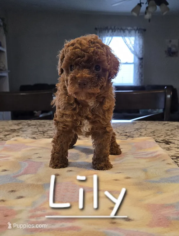AKC Lily – Poodle - Toy  puppy for sale in Elnora, IN