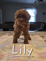 AKC Lily, a female Poodle - Toy  for sale in Elnora, IN – 1 of 3