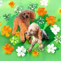 AKC Kobe pending, a male Poodle - Toy  for sale in Elnora, IN – Photo 3 of 4