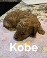 AKC Kobe pending, a male Poodle - Toy  for sale in Elnora, IN – Photo 2 of 4