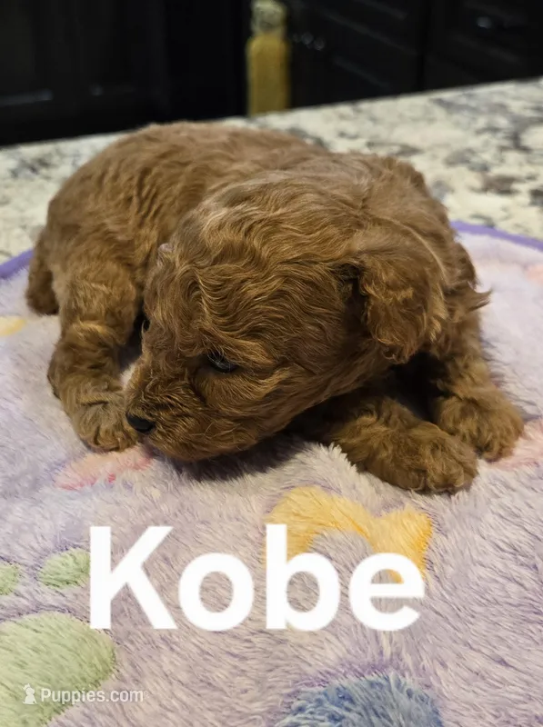 AKC Kobe pending
