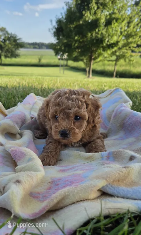 AKC Fin – Poodle - Toy  puppy for sale in Elnora, IN
