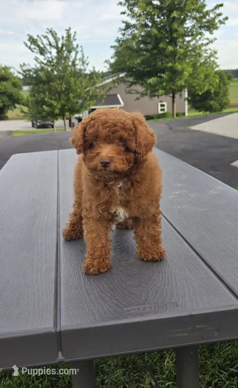 AKC Lily – Poodle - Toy  puppy for sale in Elnora, IN