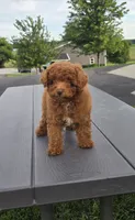 AKC Lily, a female Poodle - Toy  for sale in Elnora, IN – 1 of 4
