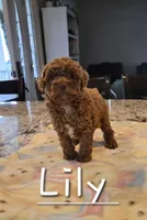 AKC Lily, a female Poodle - Toy  for sale in Elnora, IN – 3 of 3
