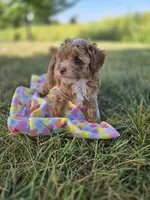 AKC Roscoe, a male Poodle - Toy  for sale in Elnora, IN – 6 of 6
