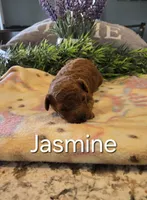 AKC Jasmine, a female Poodle - Toy  for sale in Elnora, IN – Photo 2 of 6