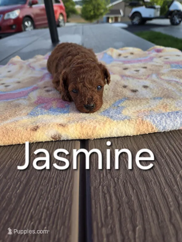 AKC Jasmine, a female Poodle - Toy  for sale in Elnora, IN – Photo 1 of 6