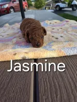 AKC Jasmine, a female Poodle - Toy  for sale in Elnora, IN – Photo 1 of 6