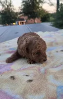 AKC Roxie, a female Poodle - Toy  for sale in Elnora, IN – 3 of 3