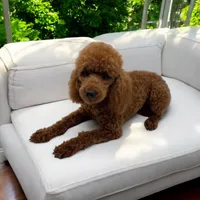 AKC Milo (proven breeder), a male Poodle - Toy  for sale in Elnora, IN – Photo 3 of 3