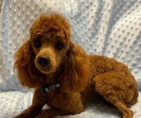 AKC Milo (proven breeder), a male Poodle - Toy  for sale in Elnora, IN – Photo 2 of 3