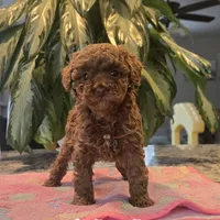 AKC Lil Gigi, a female Poodle - Toy  for sale in Elnora, IN – Photo 3 of 4