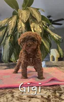 AKC Lil Gigi, a female Poodle - Toy  for sale in Elnora, IN – Photo 3 of 4