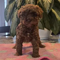AKC Lil Gigi, a female Poodle - Toy  for sale in Elnora, IN – Photo 4 of 4